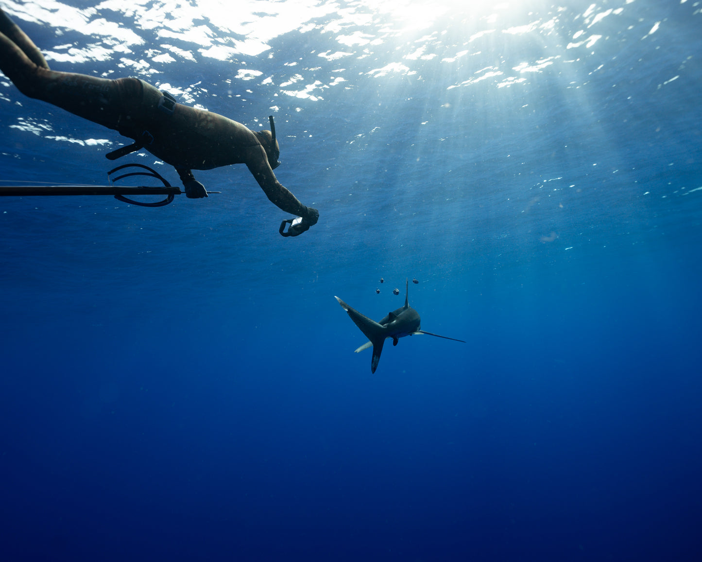 Tonga Freediving, Whale Swimming & Spearfishing Expedition