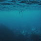 New Zealand Spearfishing Trip